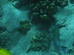 Snorkeling at Cpt Cook Monument
